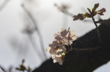 白玉兰花图片：诗意盎然的美丽花朵