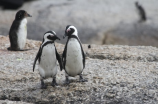 企鹅图片(10张超可爱的企鹅图片赏析)