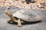 南石龟：一种珍贵的爬行动物