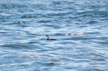 大海雀：咸水淡水两栖的海鸟奇观