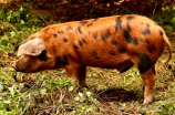 种猪生产性能测定系统：助力猪场经济效益提升