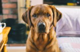 巴吉度犬：可爱的伴侣和家庭宠物