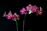 探秘兰科植物：美丽与神秘的缔造者