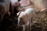 全球热销的动画片《猪猪侠》很火，你知道它的故事吗？