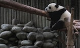 福州熊猫天下（福州熊猫天下：与萌物亲密接触）