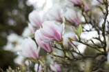 盘点春天最美的花：椴树花